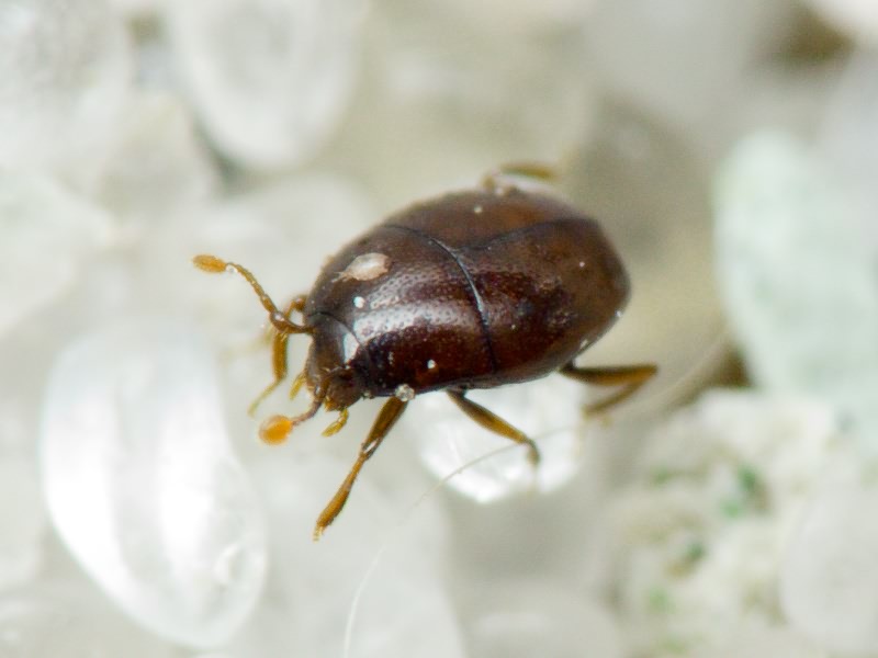 Acritus minutus (Herbst, 1791)